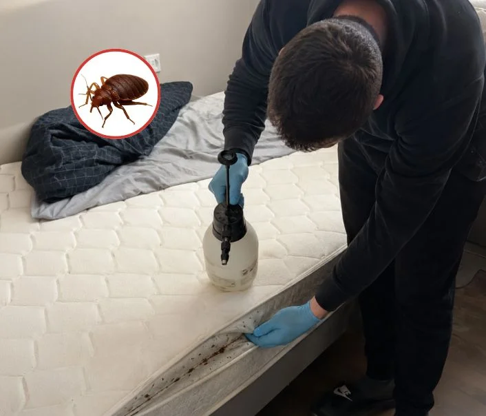 Technicien traitant un matelas contre les punaises de lit à Ris-Orangis